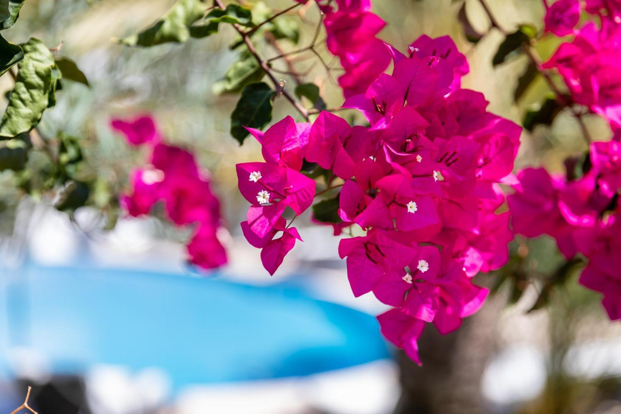 Vila Balaia - Luxury Boutique Villas Albufeira Exterior foto